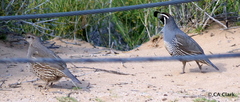 Callipepla californica