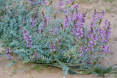Astragalus lentiginosus