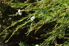 Gomphostigma virgatum