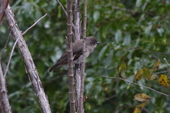 Prodotiscus regulus