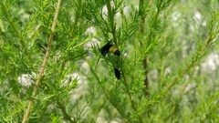 Scolia erythrocephala