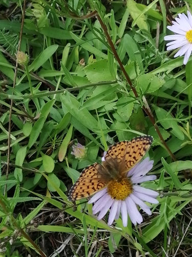 Lesser Marbled Fritillary photo 6