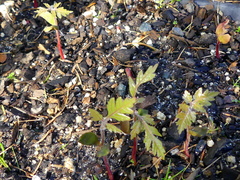 Alectryon excelsus excelsus