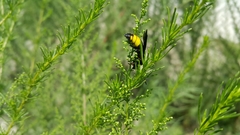 Scolia erythrocephala