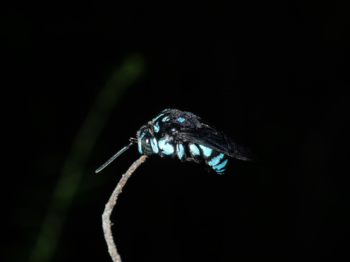 Photo of Neon Cuckoo Bee (Thyreus nitidulus)