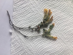 Chamaecytisus ratisbonensis