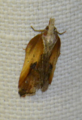 Acleris cristana