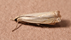 Crambus lathoniellus
