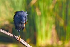 Black Heron photo 5