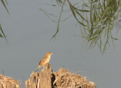Rufous-winged Cisticola (Cisticola galactotes), photo 7