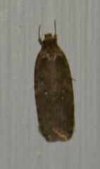Agonopterix heracliana