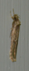 Agonopterix heracliana