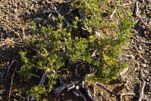 Tetraena tenuis image