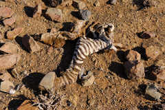 Equus zebra hartmannae