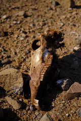 Equus zebra hartmannae