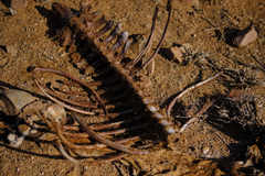 Equus zebra hartmannae