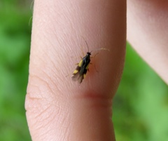 Dryophilocoris flavoquadrimaculatus