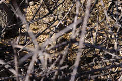 Agama aculeata