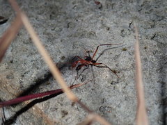Leptomyrmex cnemidatus