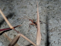 Leptomyrmex cnemidatus