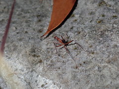 Leptomyrmex cnemidatus