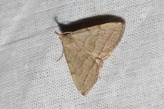 Pechipogo strigilata