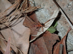 Leptomyrmex cnemidatus