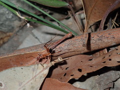 Leptomyrmex cnemidatus