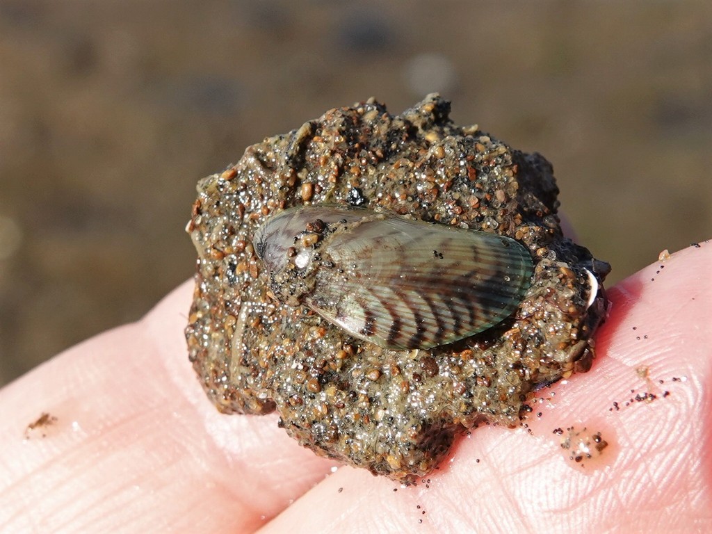 Asian Date Mussel from Cornwallis, Auckland, New Zealand on May 29
