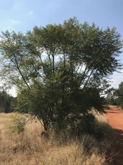 Jacaranda mimosifolia