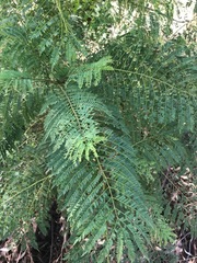 Jacaranda mimosifolia