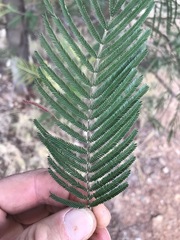 Acacia mearnsii