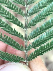 Acacia mearnsii
