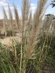 Cortaderia selloana