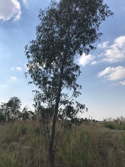 Eucalyptus camaldulensis