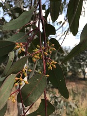 Eucalyptus camaldulensis