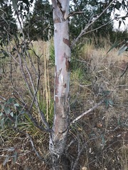 Eucalyptus camaldulensis