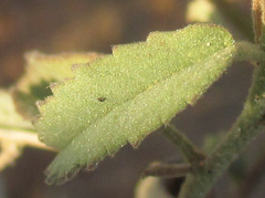 Sida ovata