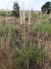 Cortaderia selloana