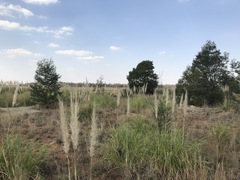 Cortaderia selloana