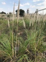 Cortaderia selloana