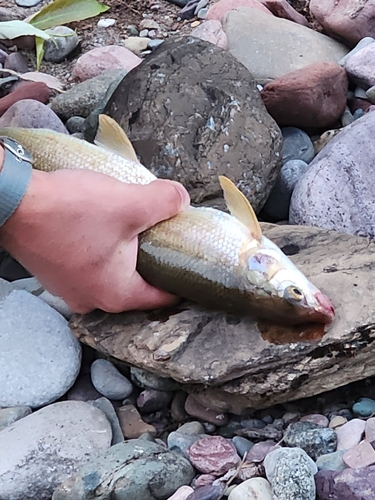 Mountain Whitefish