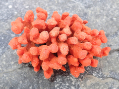 Clathria