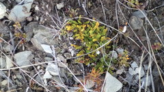 Anisotome flexuosa