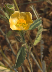 Sida ovata