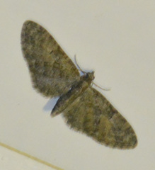 Eupithecia abbreviata