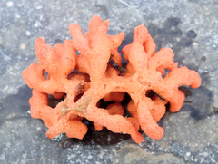 Clathria