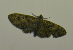 Eupithecia abbreviata