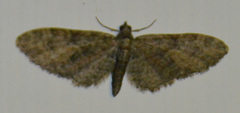 Eupithecia abbreviata
