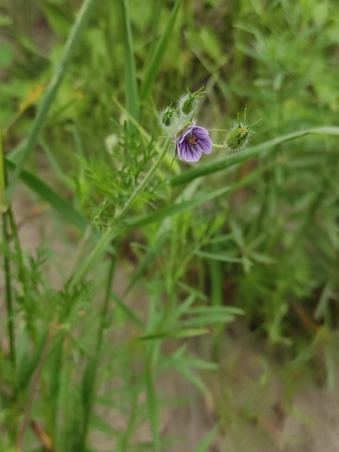 Erodium stephanianum (Erodium stephanianum)